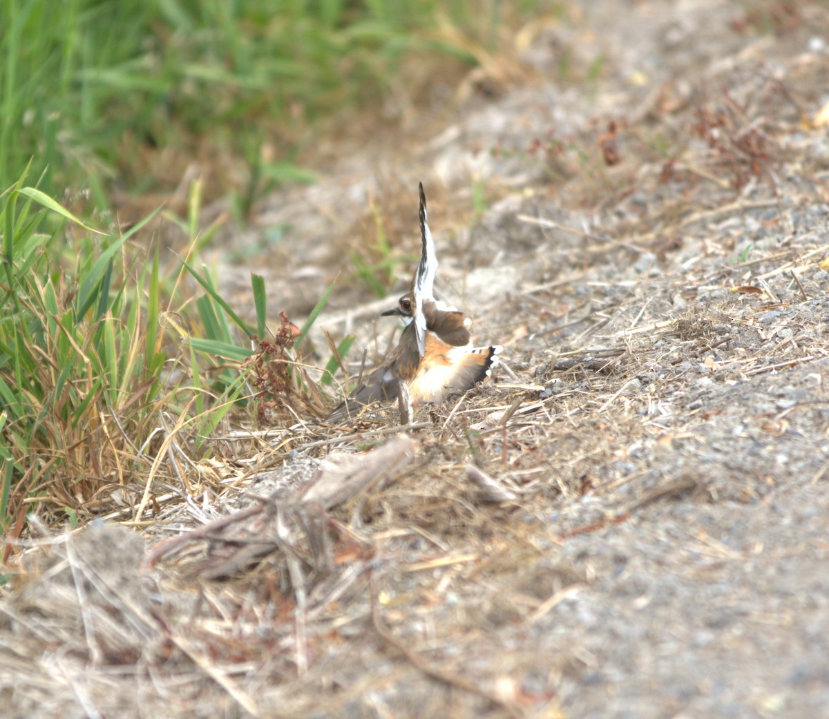 Killdeer - ML585449951