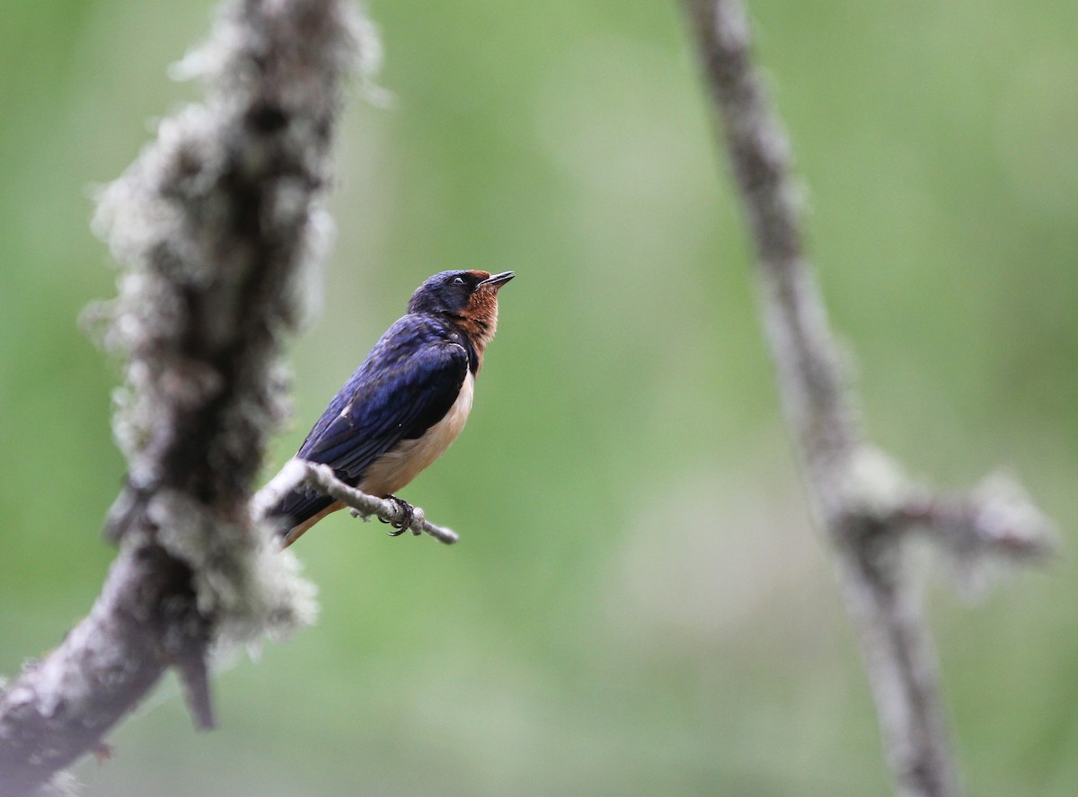 Barn Swallow - Scott Kramer