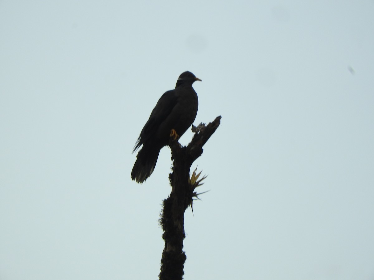 Band-tailed Pigeon - ML585452261