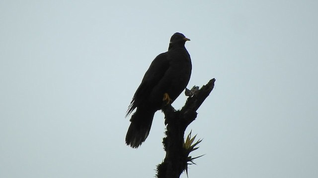 Band-tailed Pigeon - ML585452281