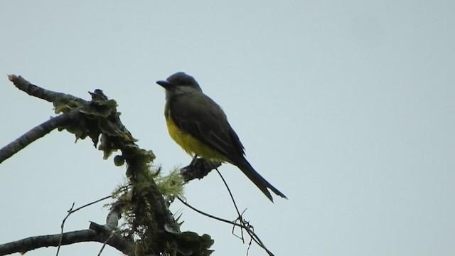 Tropical Kingbird - ML585452491