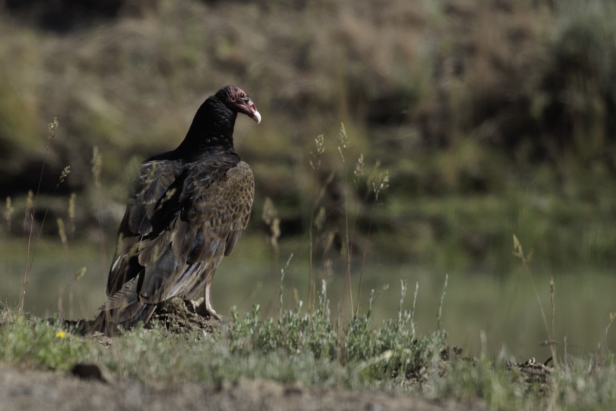Turkey Vulture - ML585452791