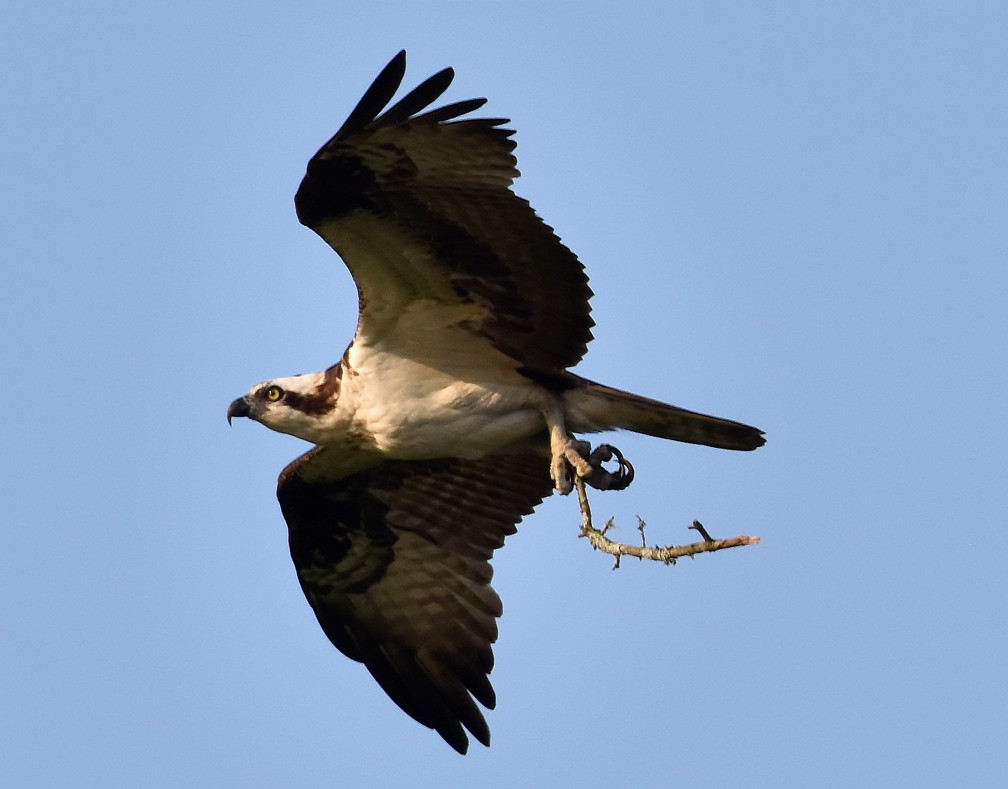 Osprey - ML585453171