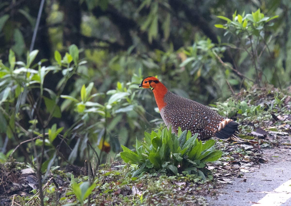 Blyth's Tragopan - ML585453321