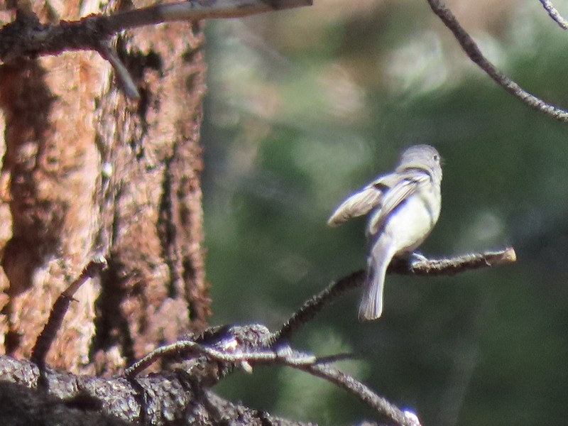 Cassin's/Plumbeous Vireo - ML585453341