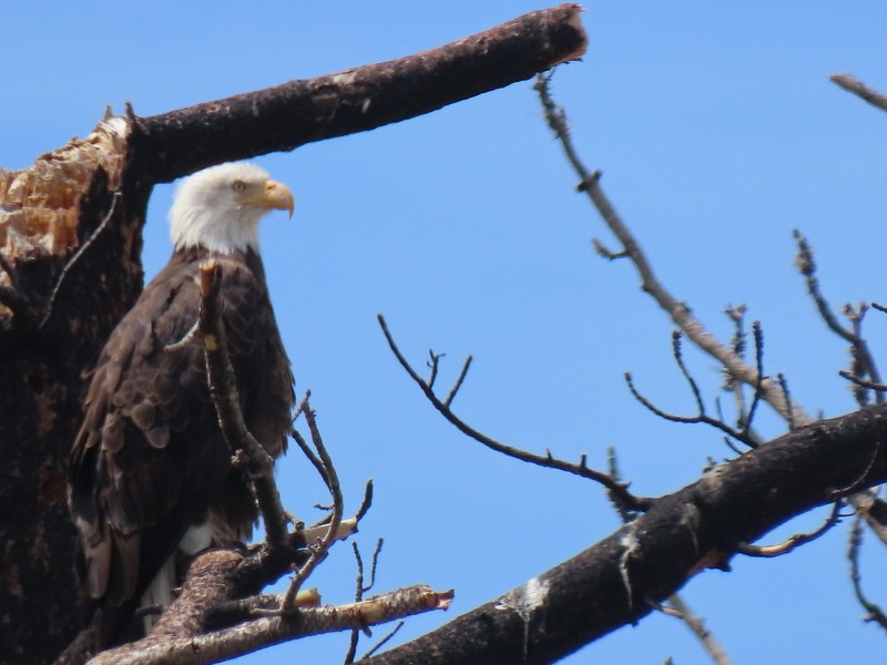 Bald Eagle - ML585453431