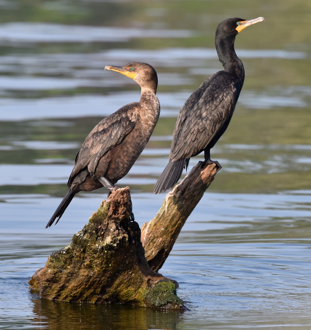 Cormoran à aigrettes - ML585453561