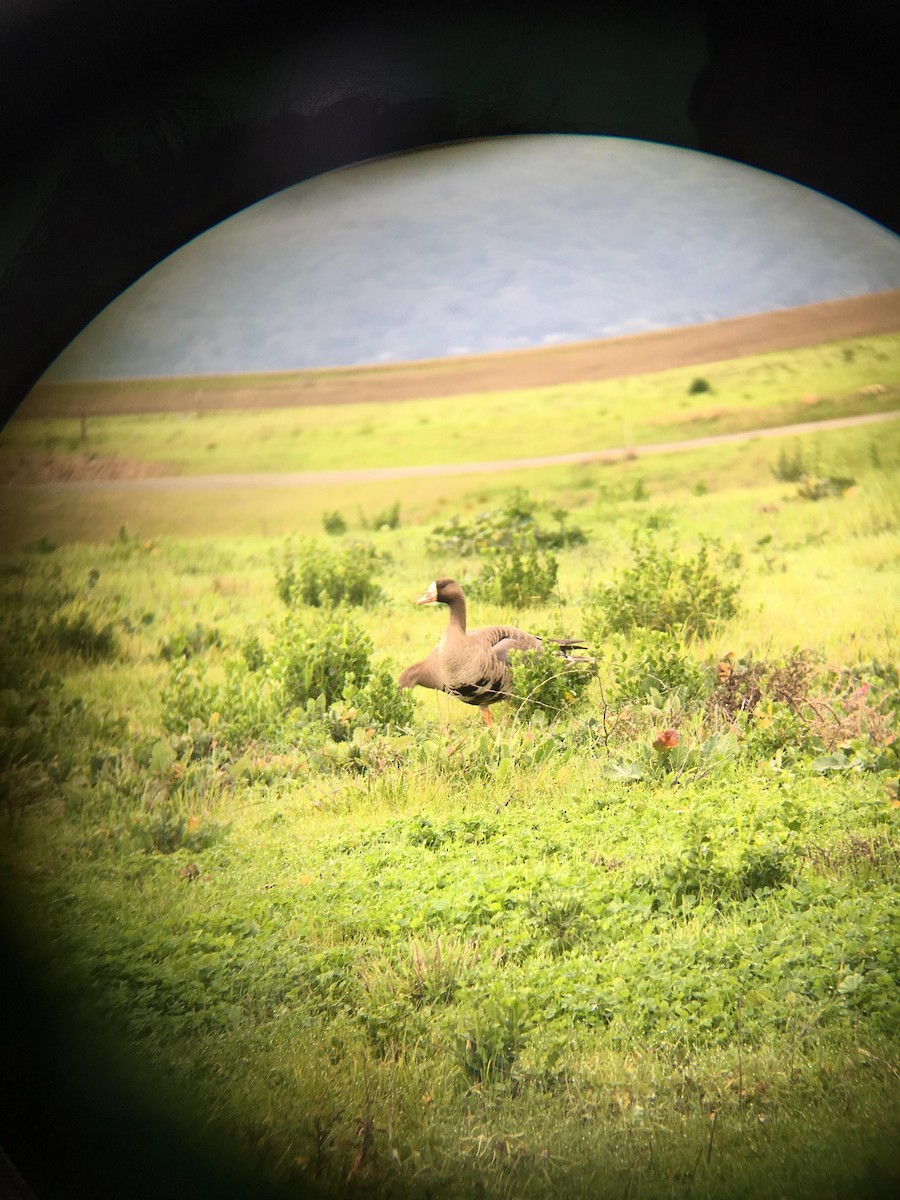 Greater White-fronted Goose - ML585454231