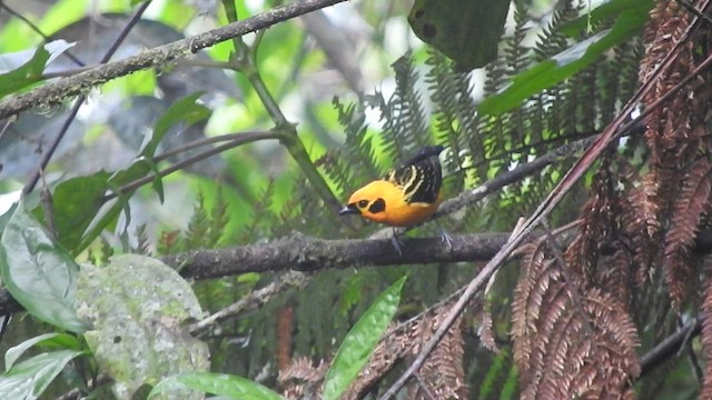 Golden Tanager - ML585454371