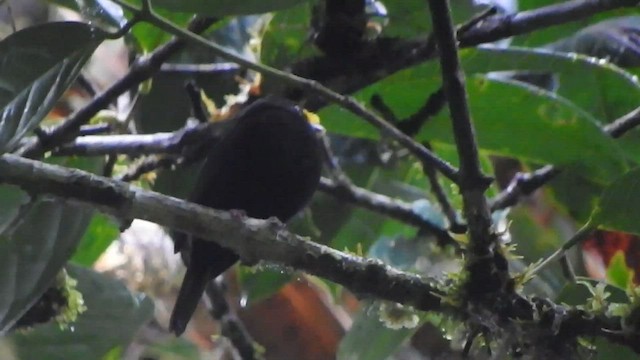 Manakin à ailes d'or - ML585454591