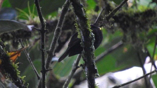 Manakin à ailes d'or - ML585454601