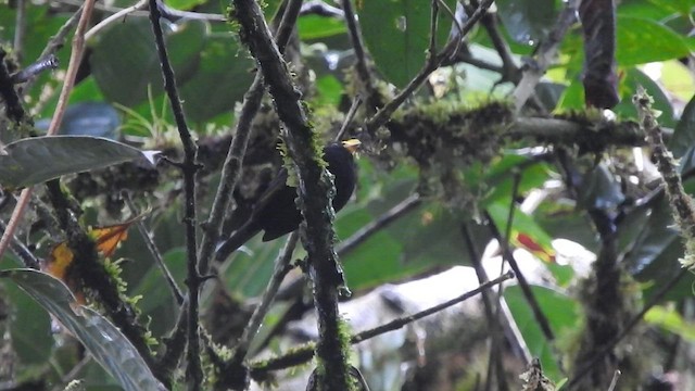 Manakin à ailes d'or - ML585454611