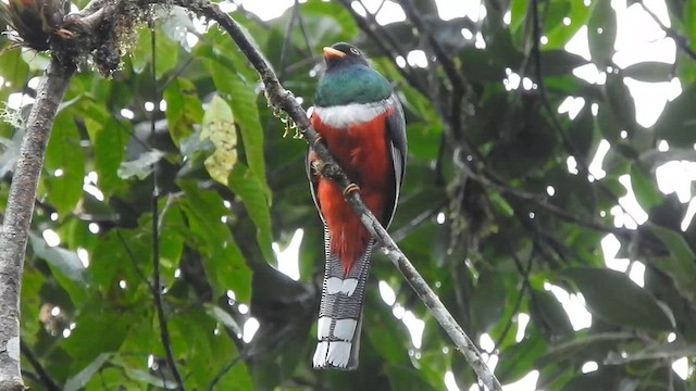 Trogon masqué - ML585455191