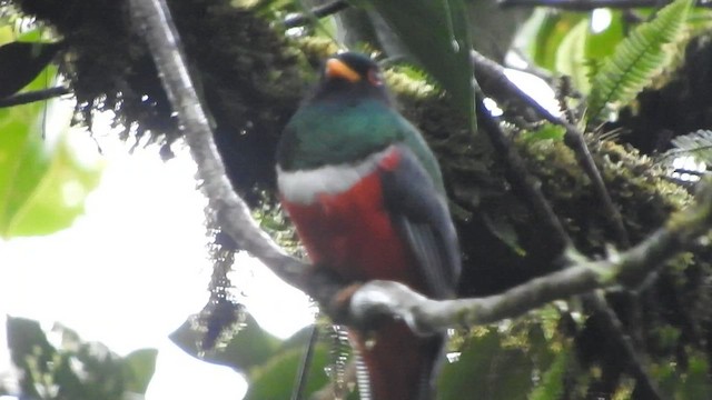 Trogon masqué - ML585455211