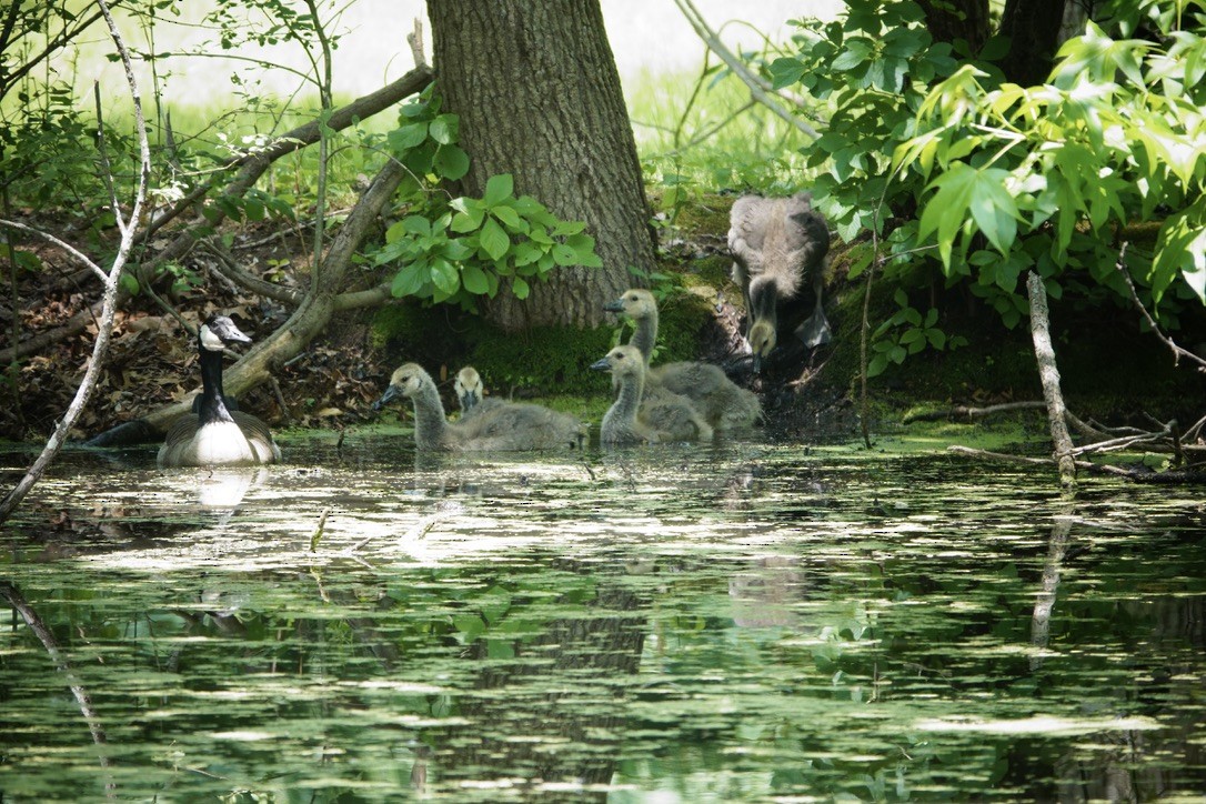 Canada Goose - ML585456171