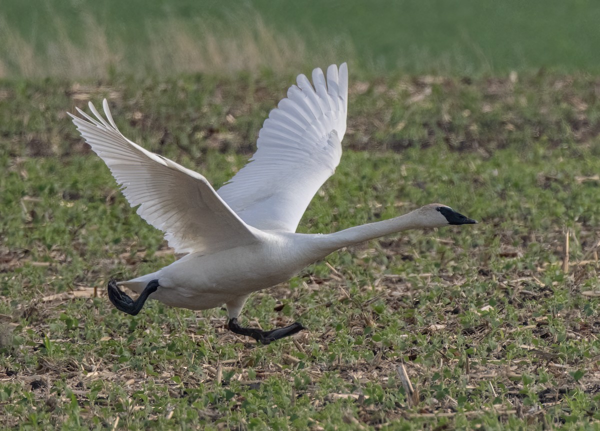 Cygne trompette - ML585456181