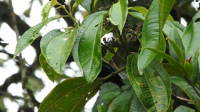 Blue-necked Tanager - ML585456821