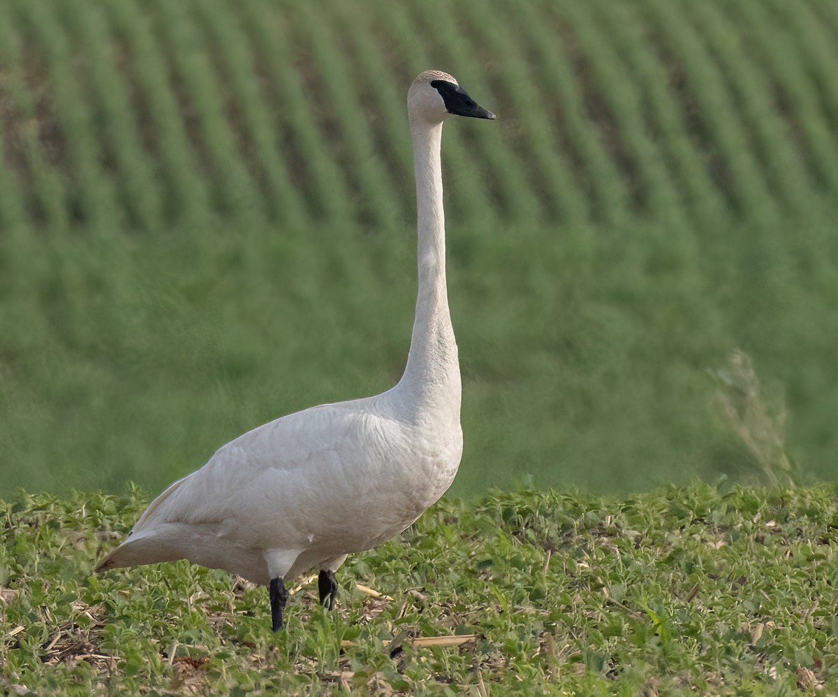 Trumpeter Swan - ML585457841