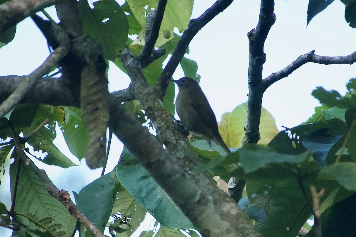 Shelley's Greenbul - ML585457961