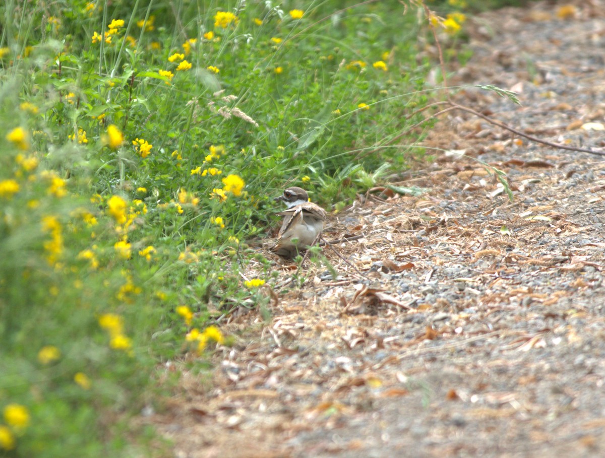 Killdeer - Scott Kramer