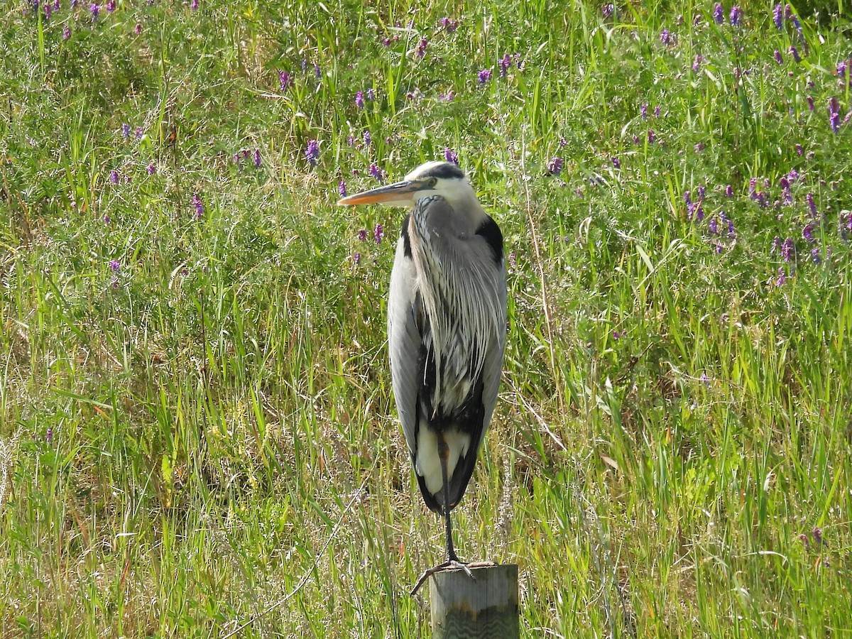 Great Blue Heron - ML585459881