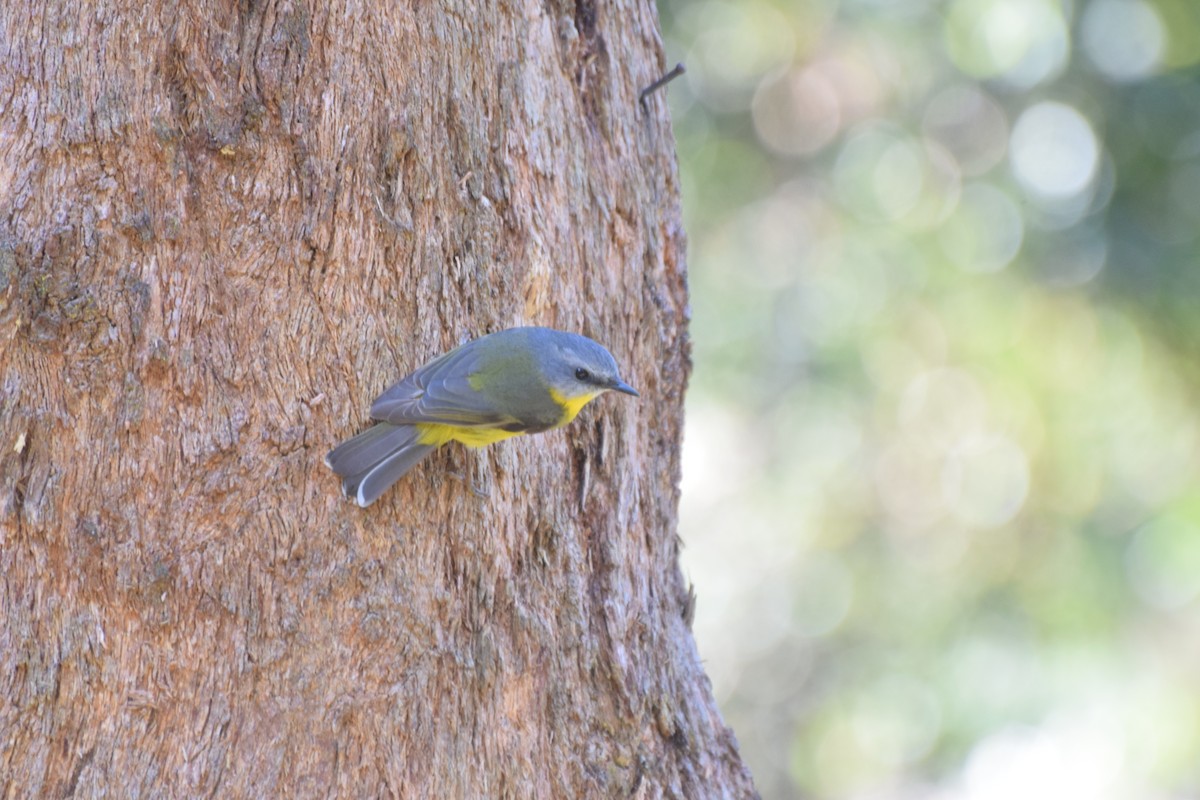 Eastern Yellow Robin - ML585460161