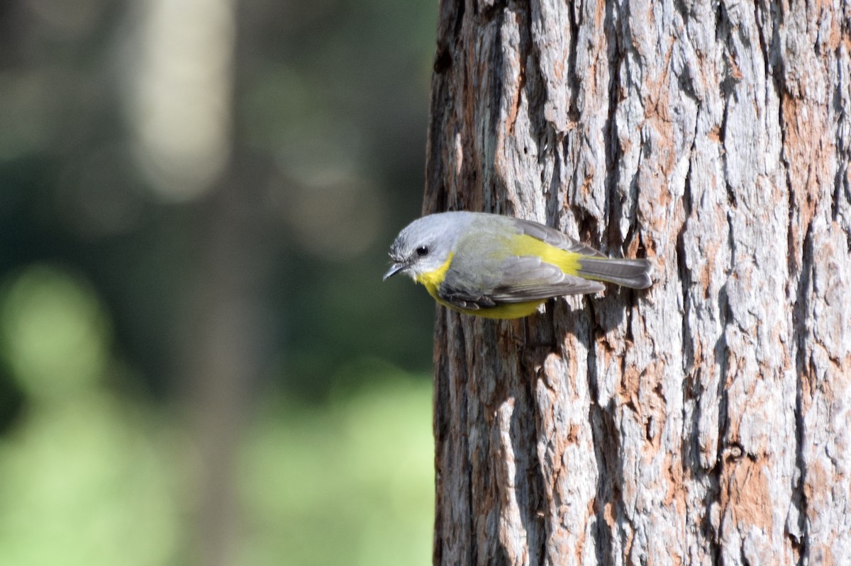 Eastern Yellow Robin - ML585460251