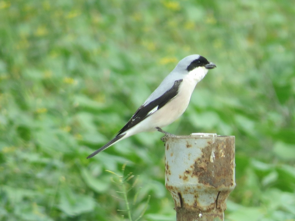 Lesser Gray Shrike - ML585460431