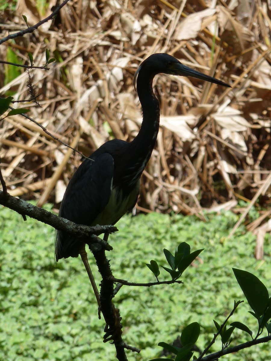 Tricolored Heron - ML585460821