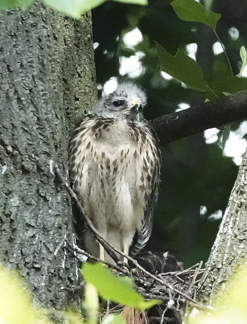 Red-shouldered Hawk - ML585460991