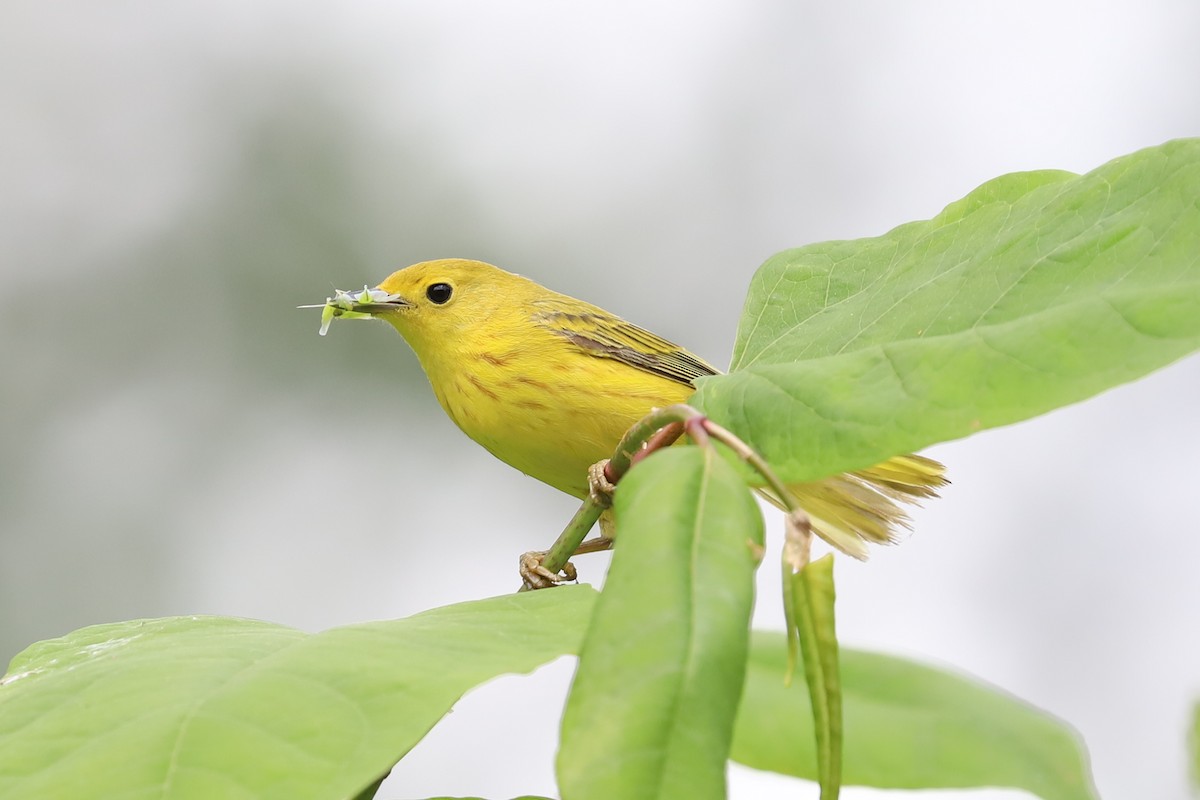 Yellow Warbler - ML585461231