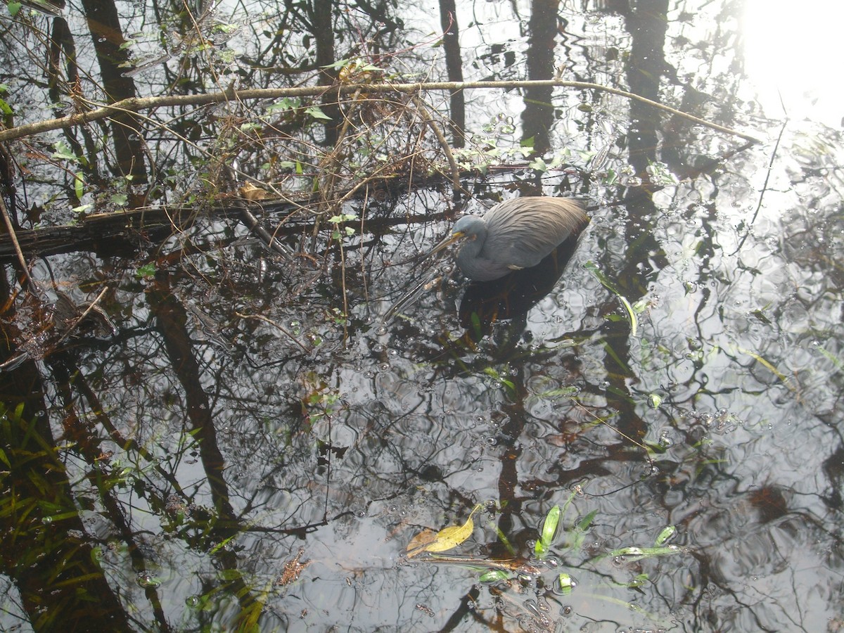 Tricolored Heron - ML585461251