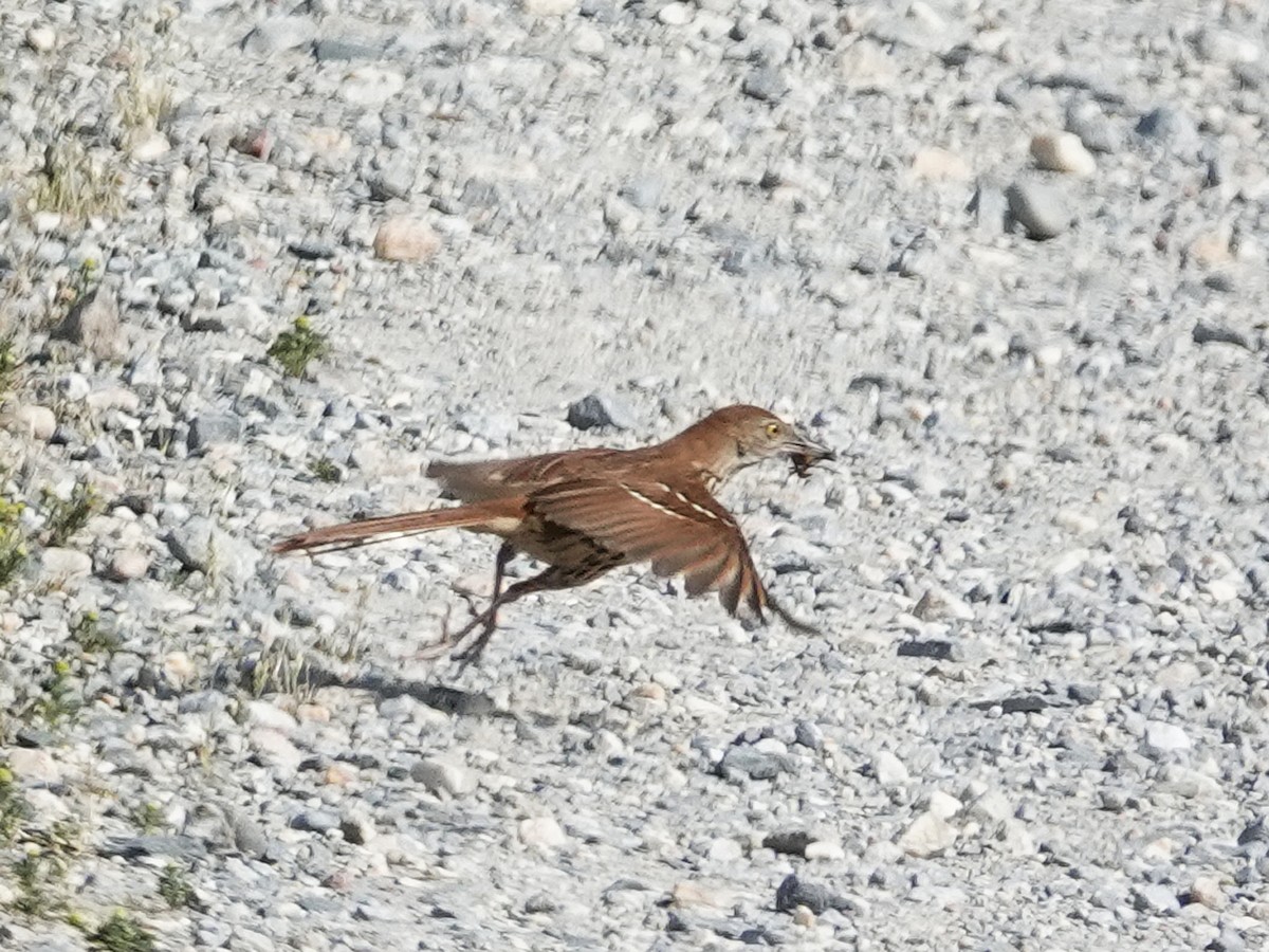 Brown Thrasher - Kathleen Dashiell