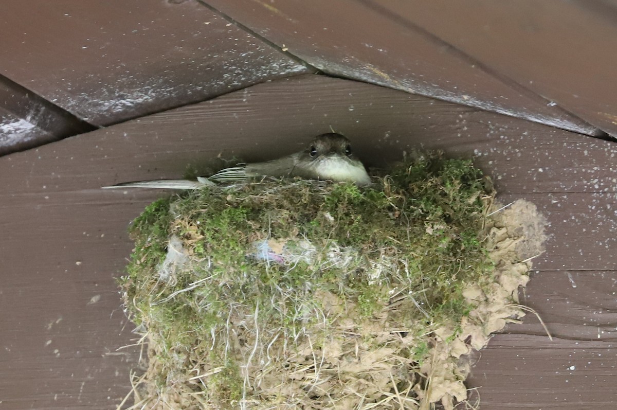 ツキヒメハエトリ - ML585461281