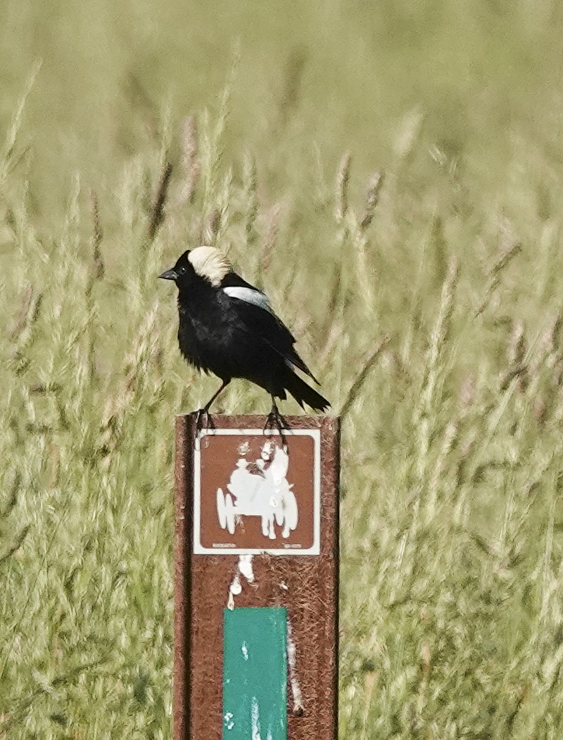 Bobolink - Kathleen Dashiell