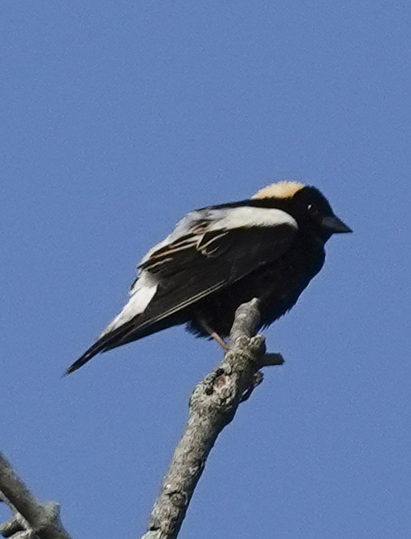 Bobolink - Kathleen Dashiell