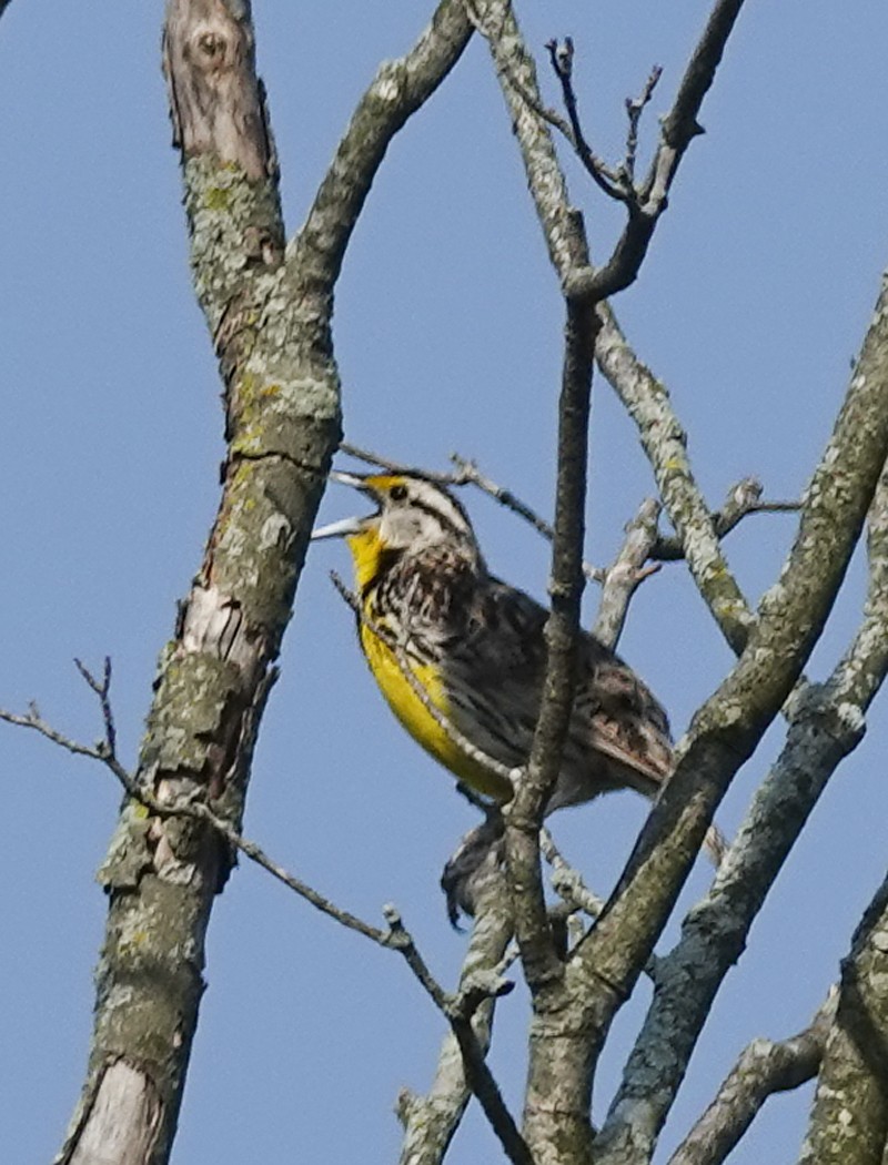 Eastern Meadowlark - Kathleen Dashiell