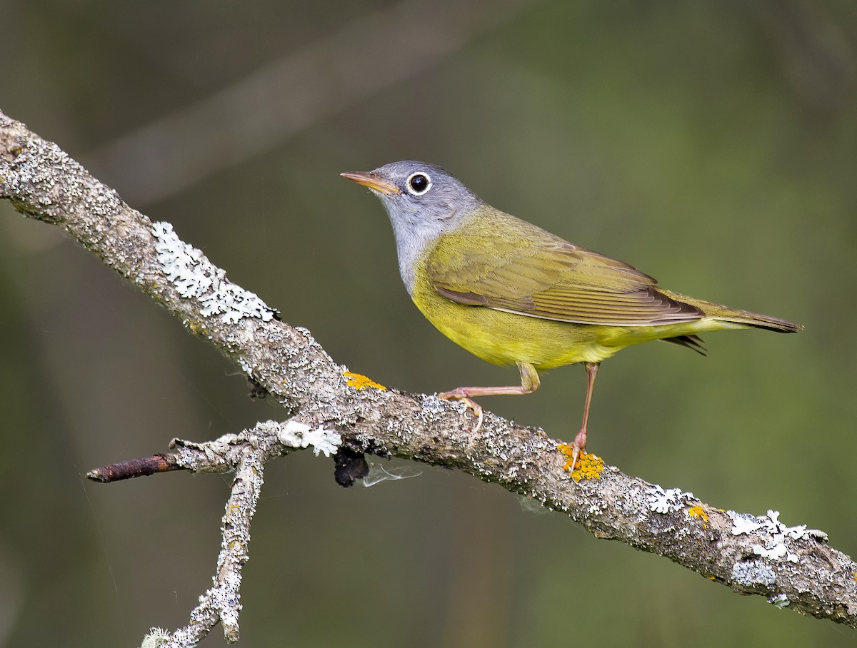 Connecticut Warbler - ML585461981