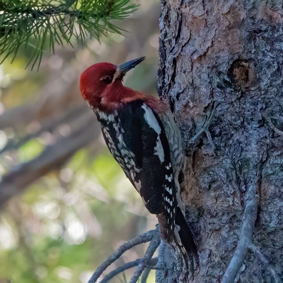 Red-breasted Sapsucker - ML585462811