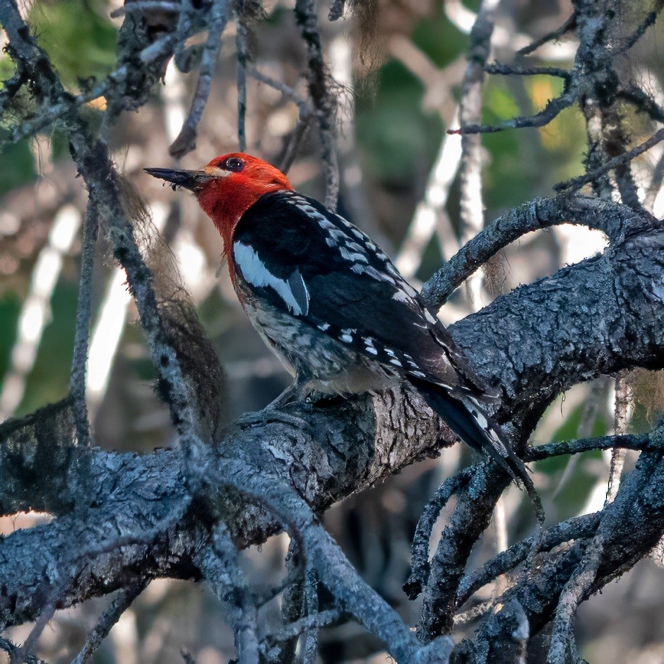 Red-breasted Sapsucker - ML585462821