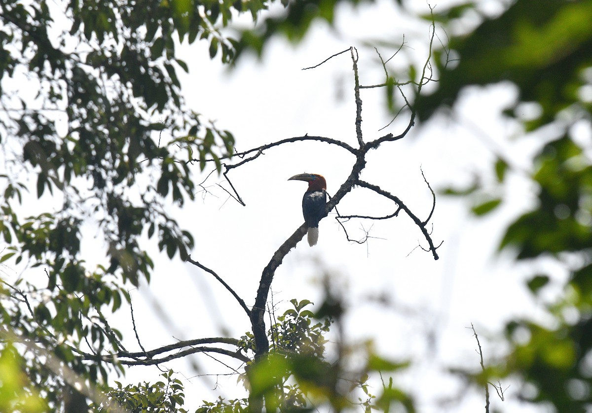 Rufous-necked Hornbill - Rofikul Islam