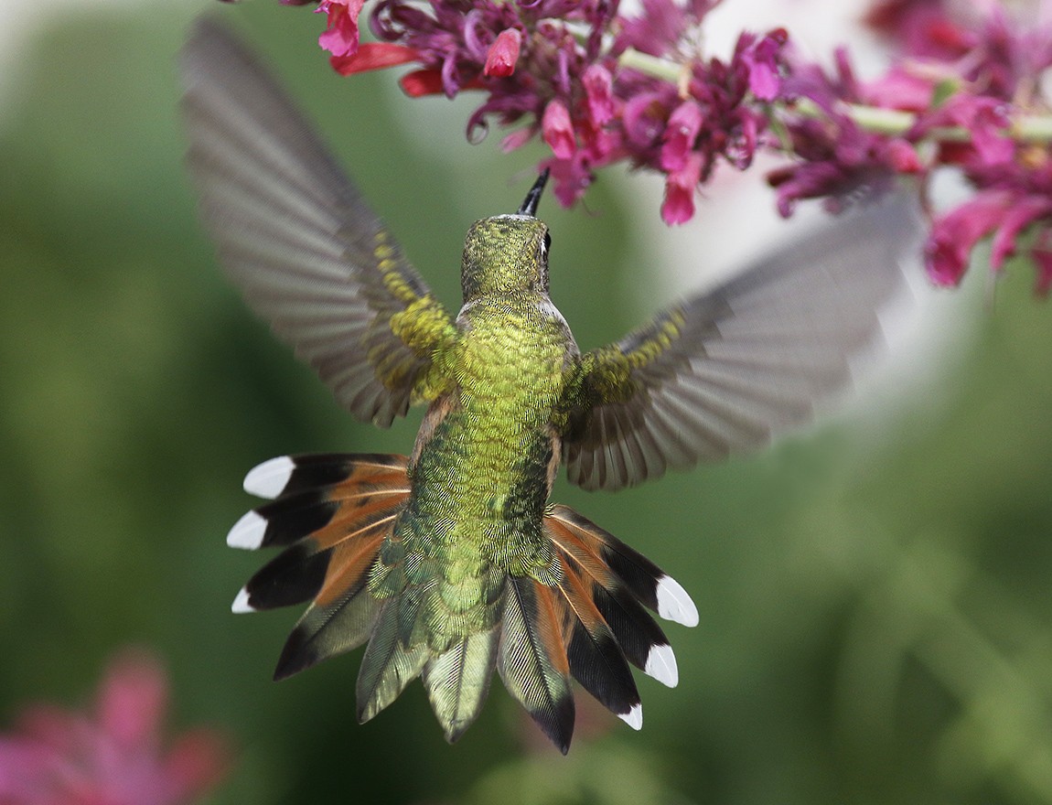 Broad-tailed Hummingbird - Bill Maynard