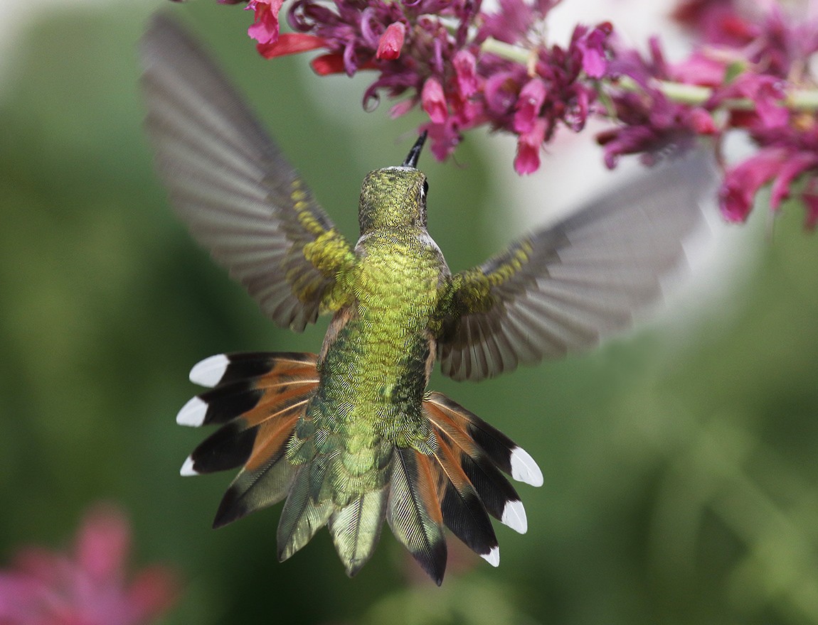 Broad-tailed Hummingbird - ML58546481