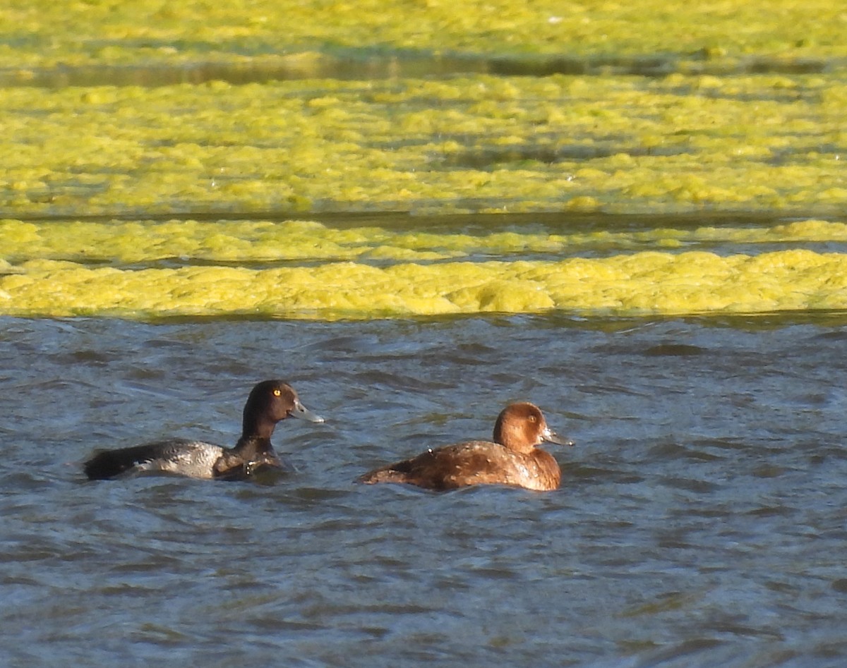 Lesser Scaup - ML585464941