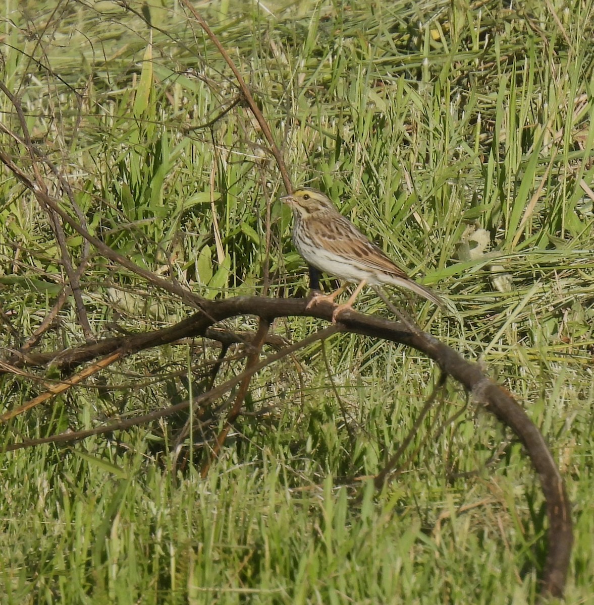 Savannah Sparrow - ML585465101