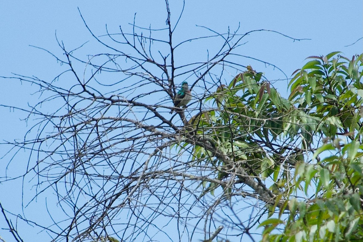 Banded Sunbird - ML585466311