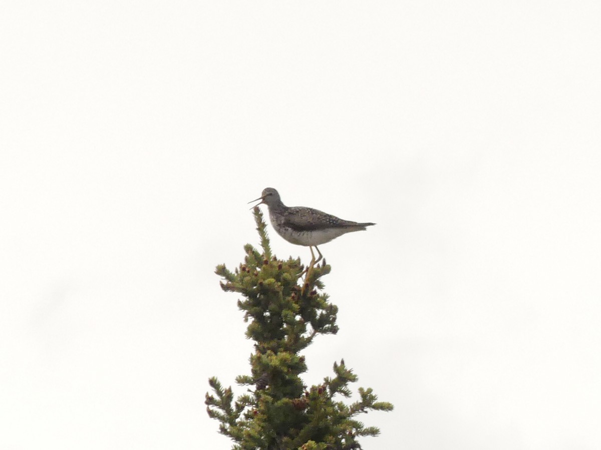 Lesser Yellowlegs - ML585467231