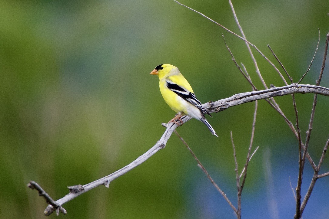 American Goldfinch - ML585467671