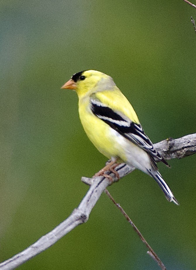 American Goldfinch - ML585467841