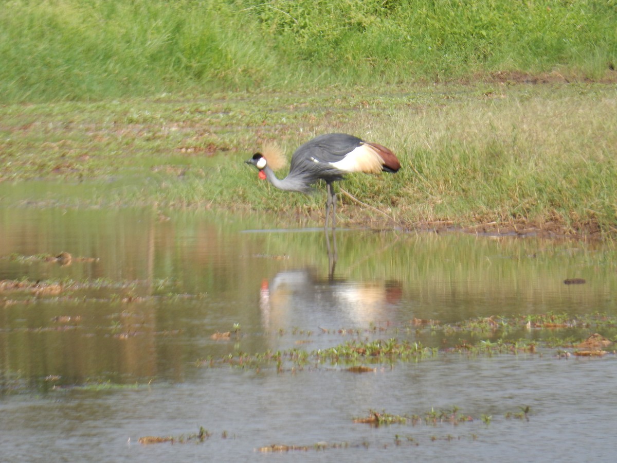 Gray Crowned-Crane - ML585468151